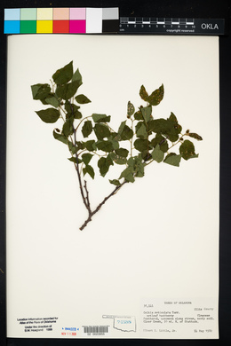 Celtis reticulata image