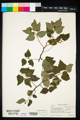 Celtis reticulata image