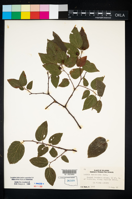 Celtis tenuifolia image