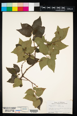 Celtis tenuifolia image