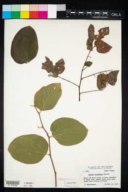 Celtis tenuifolia image