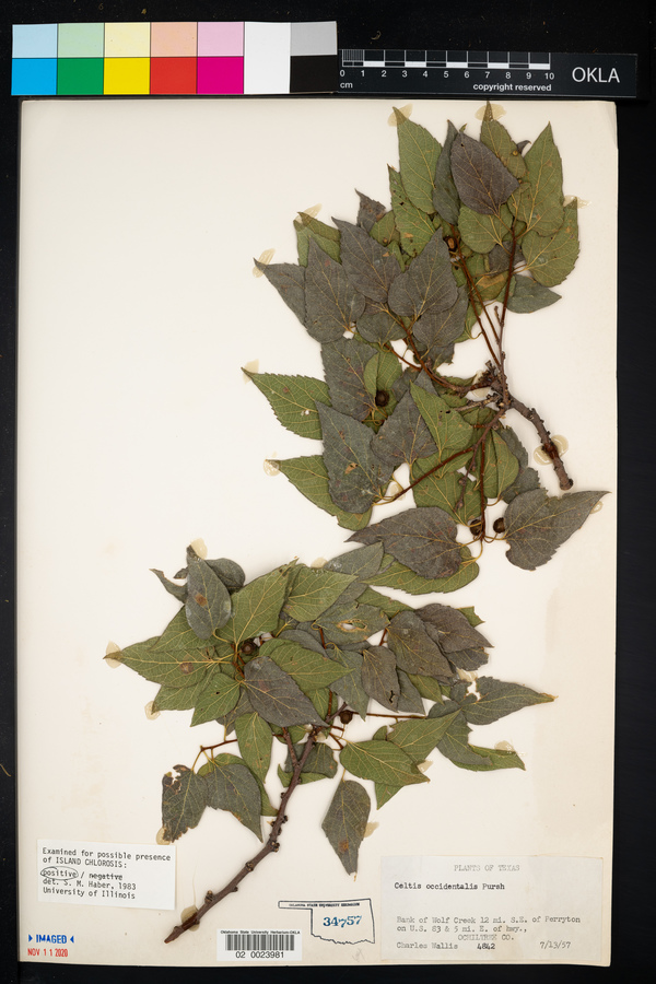 Celtis occidentalis image