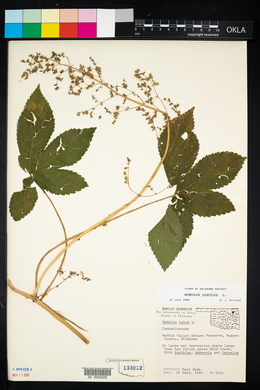 Humulus lupulus image