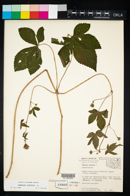 Humulus lupulus image