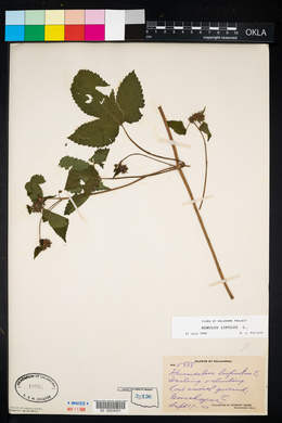 Humulus lupulus image