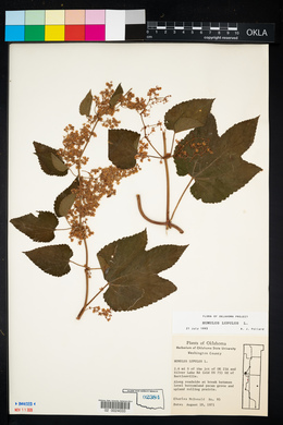 Humulus lupulus image