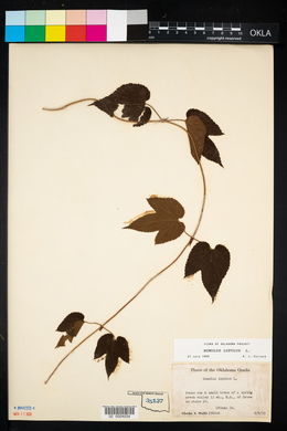 Humulus lupulus image