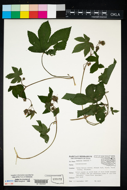 Humulus lupulus image