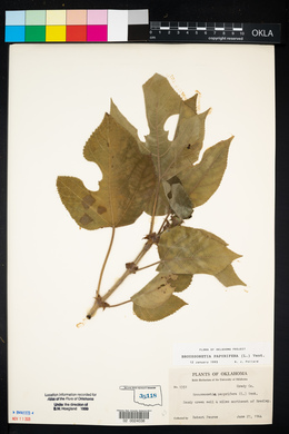 Broussonetia papyrifera image