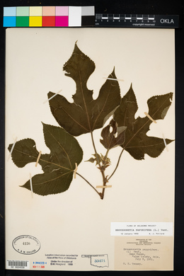 Broussonetia papyrifera image