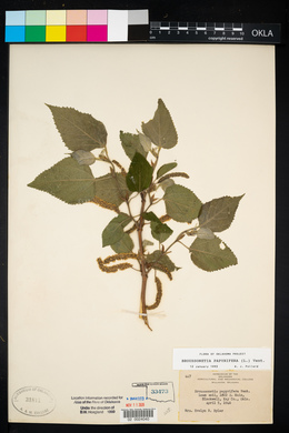 Broussonetia papyrifera image