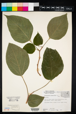 Broussonetia papyrifera image