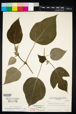 Broussonetia papyrifera image