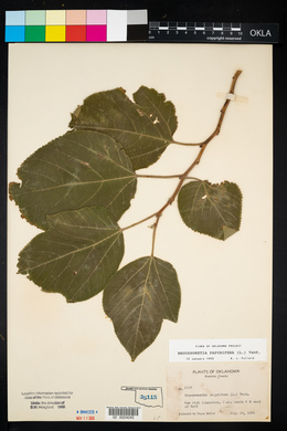 Broussonetia papyrifera image