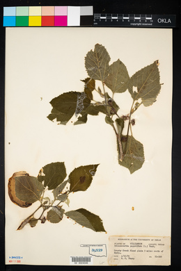 Broussonetia papyrifera image