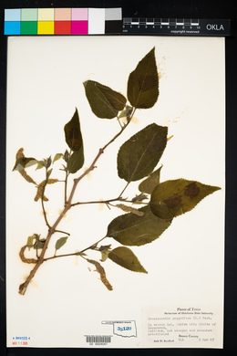 Broussonetia papyrifera image