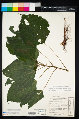 Laportea canadensis image