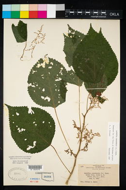 Laportea canadensis image