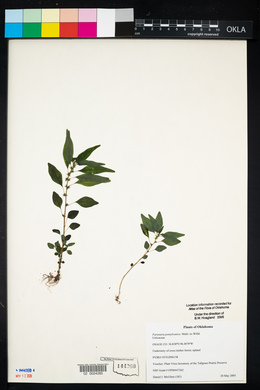 Parietaria pensylvanica image