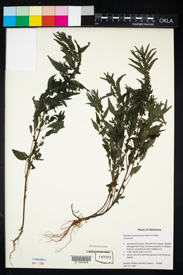 Parietaria pensylvanica image