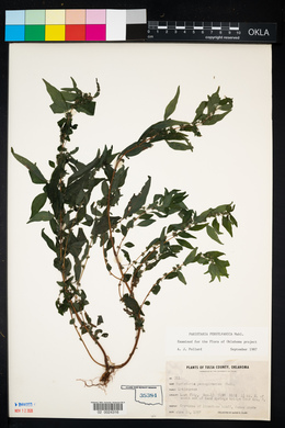 Parietaria pensylvanica image