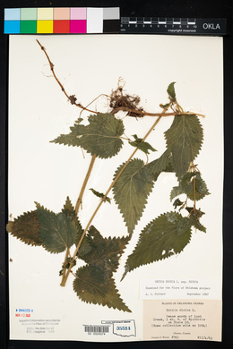 Urtica dioica image