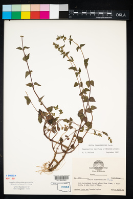 Urtica chamaedryoides image