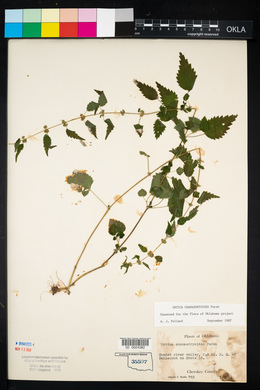 Urtica chamaedryoides image