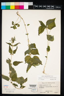 Urtica chamaedryoides image