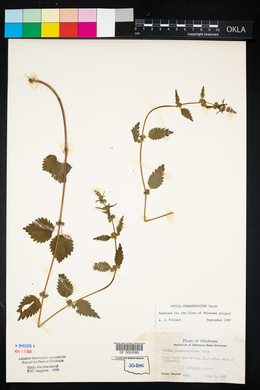 Urtica chamaedryoides image