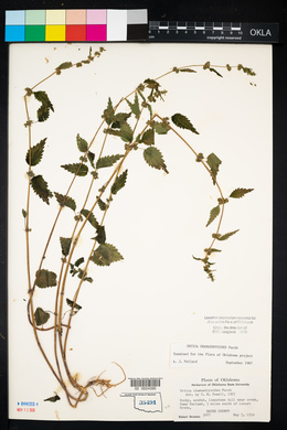 Urtica chamaedryoides image