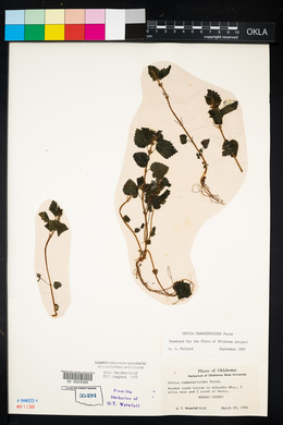 Urtica chamaedryoides image