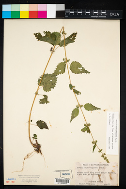 Urtica chamaedryoides image