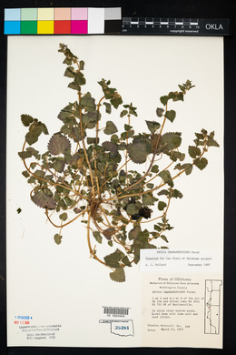 Urtica chamaedryoides image