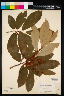 Castanea ozarkensis image