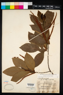 Castanea ozarkensis image