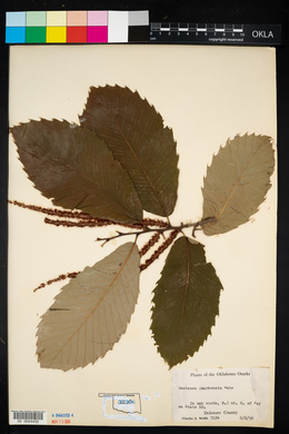 Castanea ozarkensis image