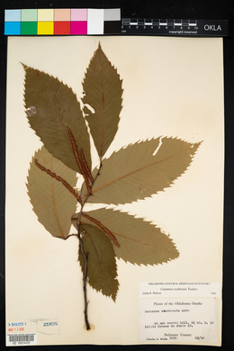 Castanea ozarkensis image