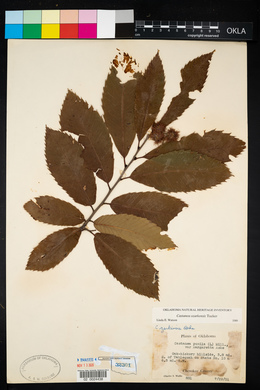 Castanea ozarkensis image