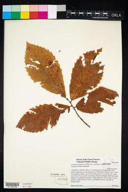 Castanea ozarkensis image