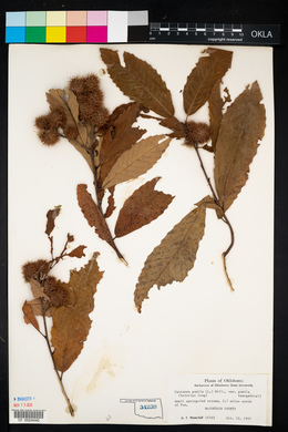 Castanea pumila var. pumila image