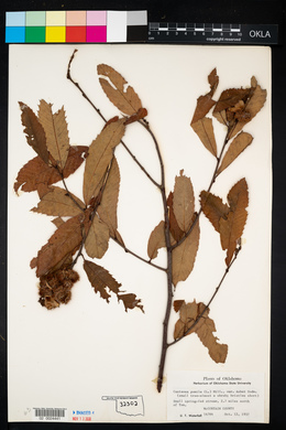 Castanea pumila var. ashei image