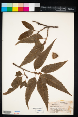 Quercus acutissima image