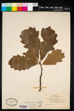 Quercus bicolor image