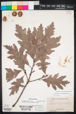 Quercus alba image