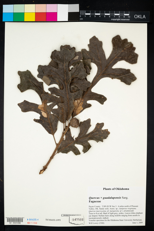 Quercus x guadalupensis image