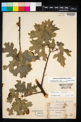 Quercus buckleyi image