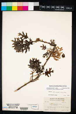 Quercus buckleyi image