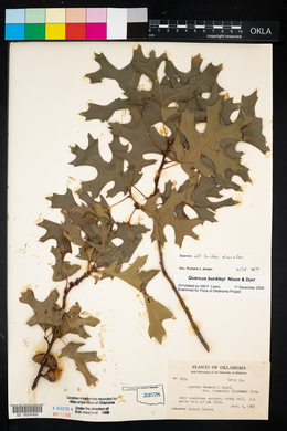 Quercus buckleyi image