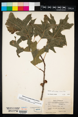 Quercus buckleyi image